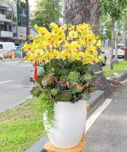 Lan hồ điệp vàng